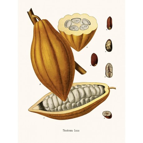 AFFICHE THEOBROMA CACAO 24X30