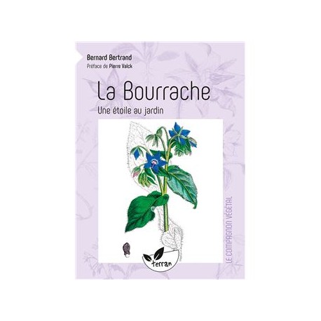 LA BOURRACHE, une étoile au jardin
