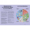 (DES)EQUILIBRES HORMONAUX