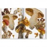 THE GOURMAND'S MUSHROOM: a collection of stories and recipes (anglais)